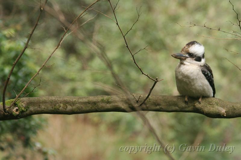 Kookaburra, Pirianda Gardens IMG_7300.JPG